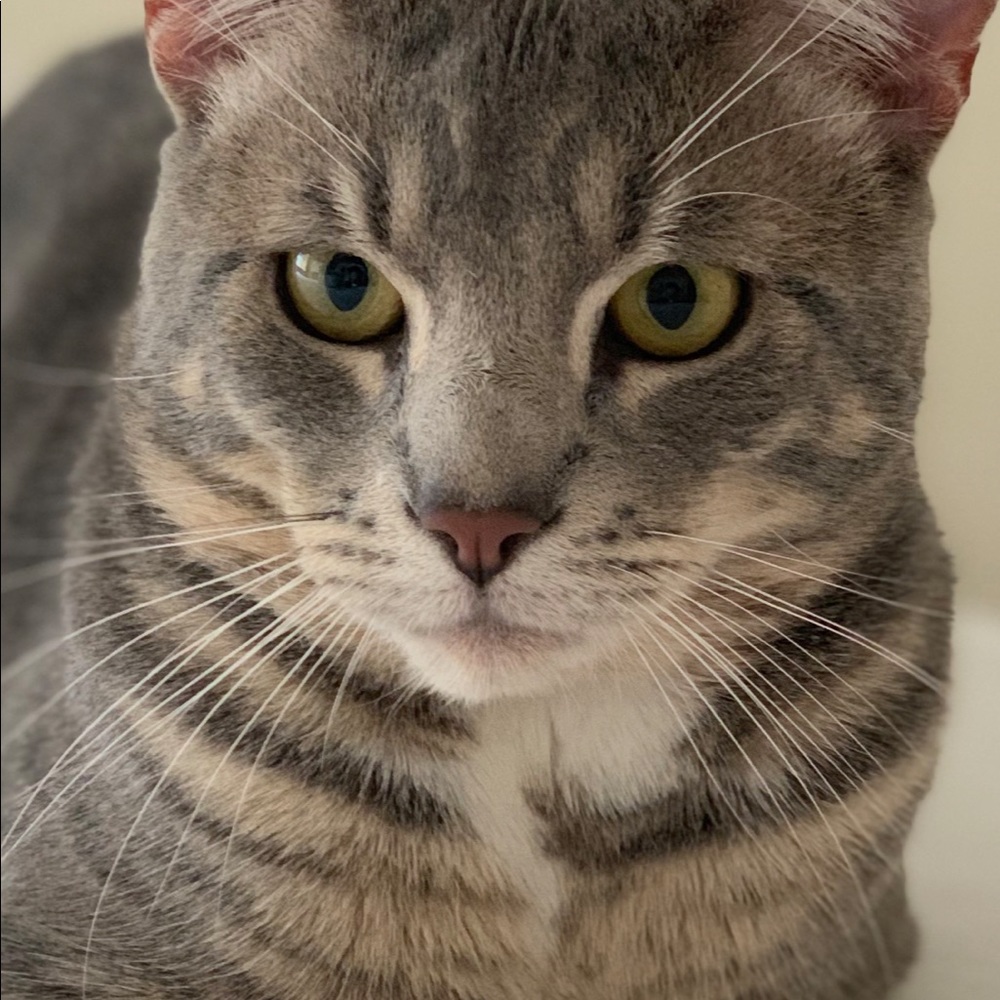 Meet your Posher, Josseline